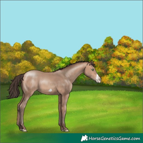 Horse Color:Amber Champagne Frame