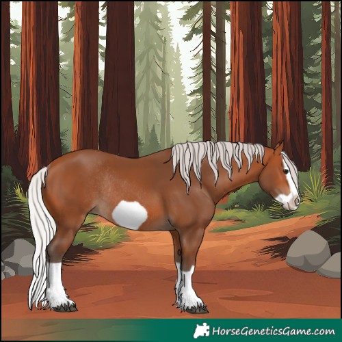 Horse Color:Silver Bay Splash Frame Rabicano