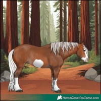 Horse Color:Silver Bay Splash Frame Rabicano