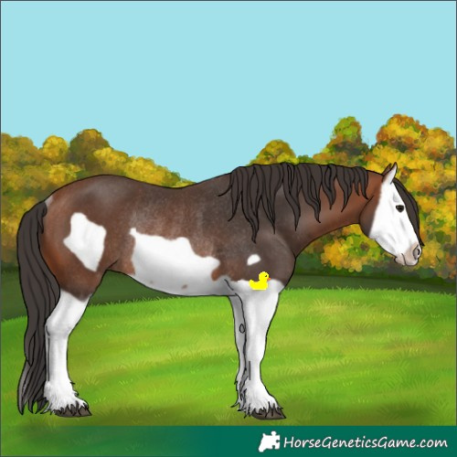 Horse Color:Bay Splash Frame Rabicano 