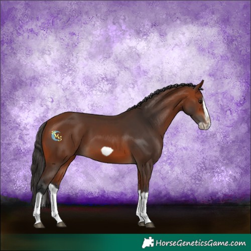 Horse Color:Bay Splash Frame Rabicano 