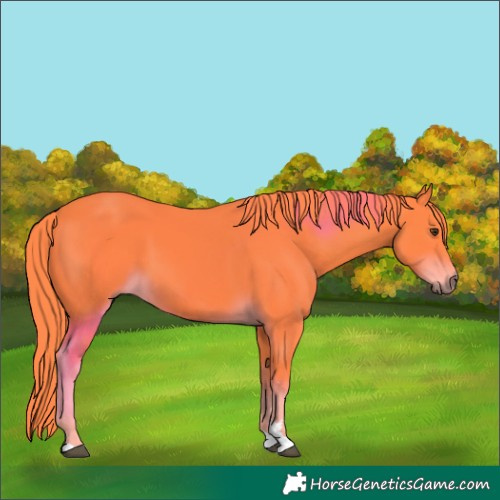 Horse Color:Watercolor Liver Chestnut