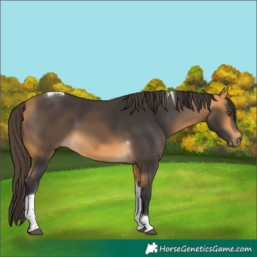 Horse Color:Buckskin Tobiano 