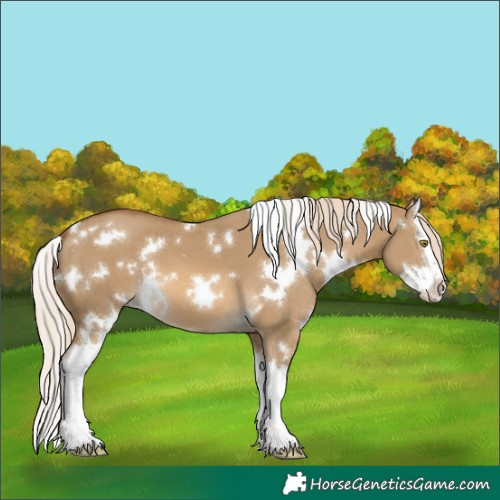 Horse Color:White Spotted Chocolate Palomino Dun Splash 