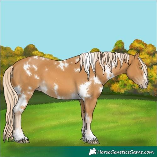 Horse Color:White Spotted Palomino 