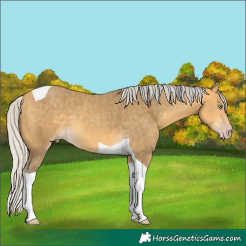 Horse Color:Silver Sable Cream Champagne Tobiano 