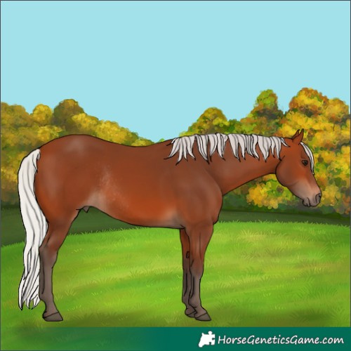 Horse Color:Silver Bay Rabicano