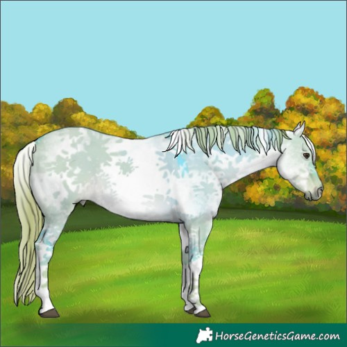 Horse Color:Watercolor White Spotted Liver Red Dun 