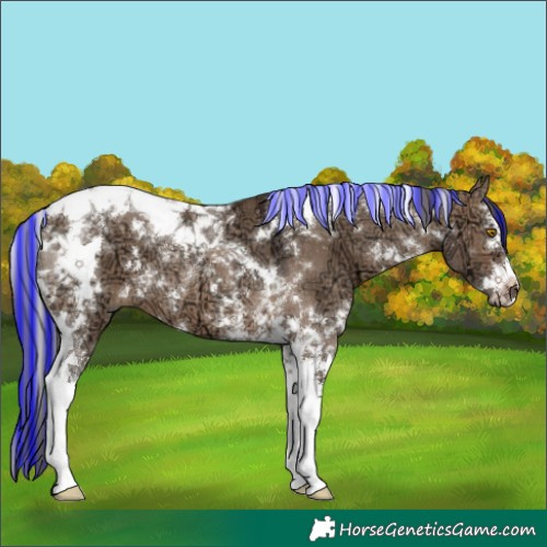 Horse Color:Painted White Spotted Brown Ice Dun Splash Tobiano