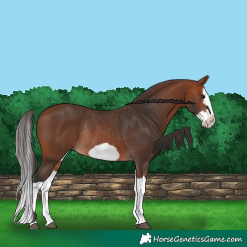 Horse Color:Bay Splash Frame Rabicano 