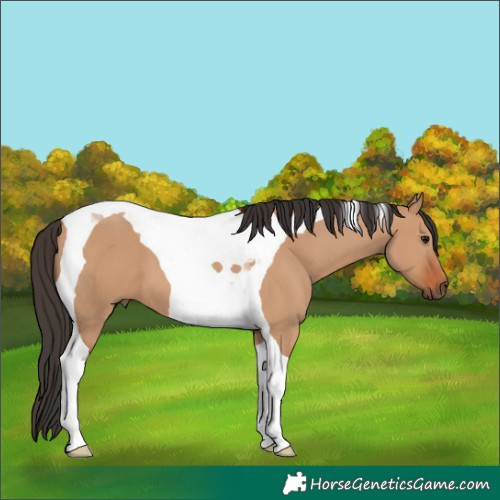 Horse Color:Bay Dun Tobiano 