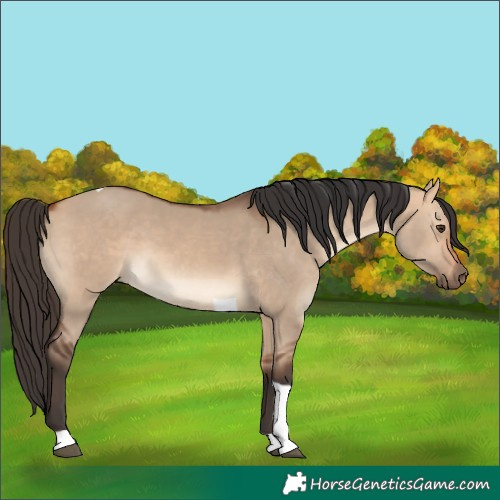 Horse Color:Bay Dun Tobiano