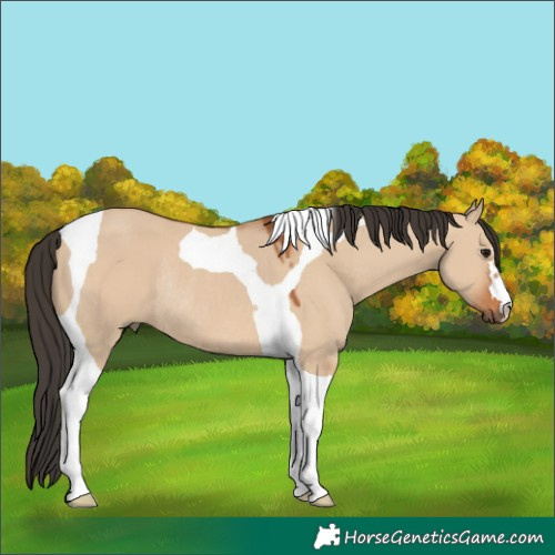 Horse Color:Bay Dun Tobiano Rabicano