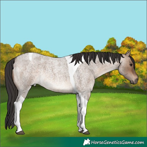 Horse Color:Brown Roan Dun Tobiano Rabicano