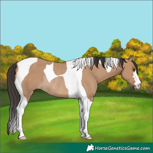 Horse Color:Bay Dun Tobiano Rabicano