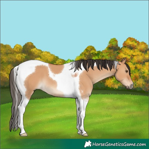Horse Color:Bay Dun Tobiano 