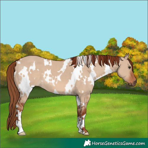 Horse Color:White Spotted Red Dun