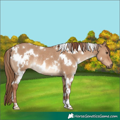 Horse Color:White Spotted Red Dun Rabicano 