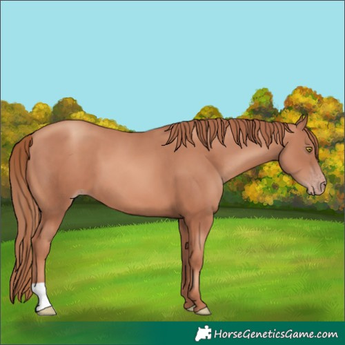 Horse Color:Gold Champagne 