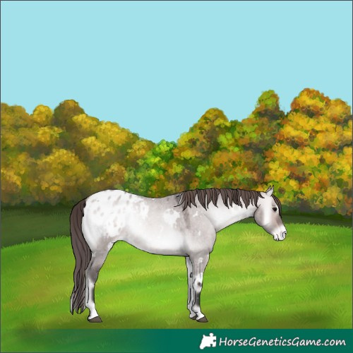 Horse Color:Platinum White Spotted Bay Roan Onyx Blanket 