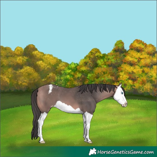 Horse Color:Platinum Bay Splash Varnish
