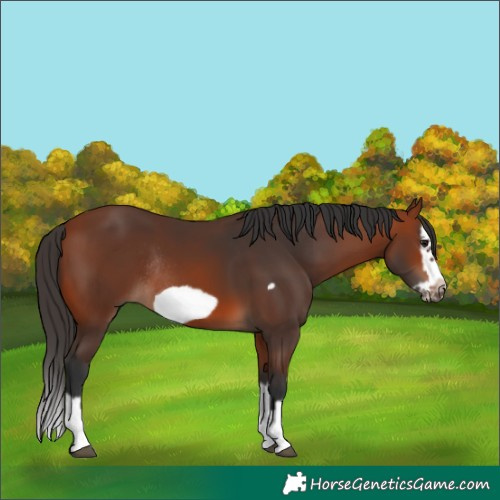 Horse Color:Bay Splash Frame Rabicano 