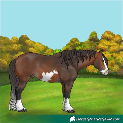 Horse Color:Bay Splash Frame Rabicano