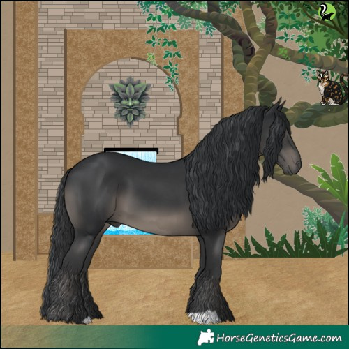 Horse Color:Black 