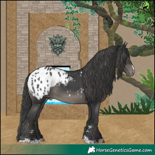 Horse Color:Black Blanket
