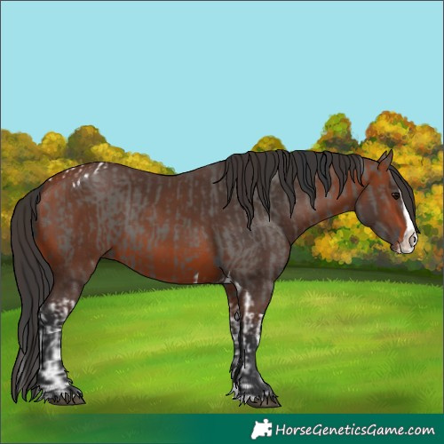 Horse Color:Grullo Splash Tobiano and Bay Splash Rabicano