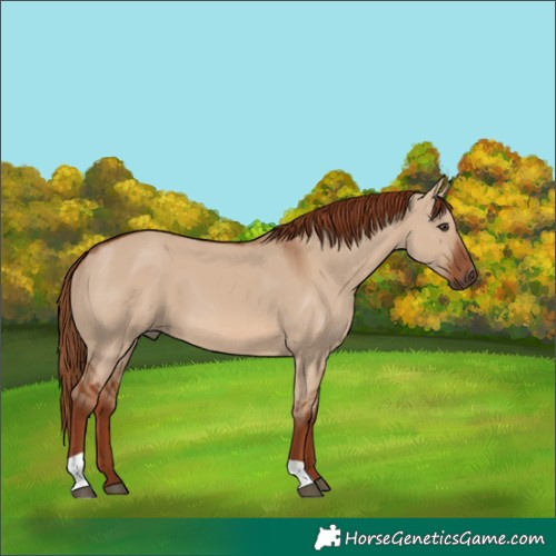 Horse Color:Red Dun 
