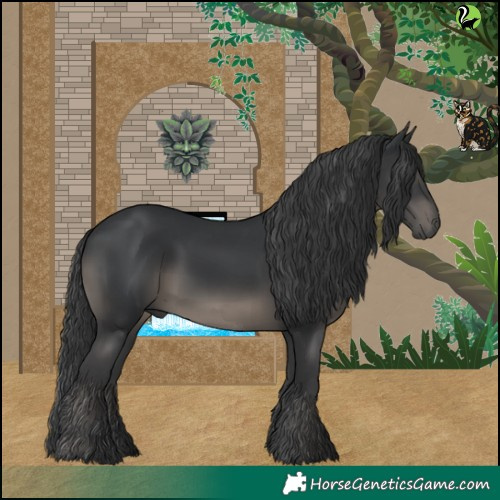 Horse Color:Black 