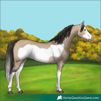 Horse Color:Bay Dun Splash Frame Rabicano 