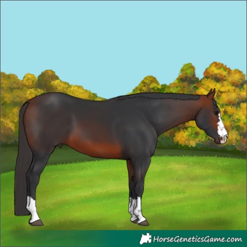 Horse Color:Bay 