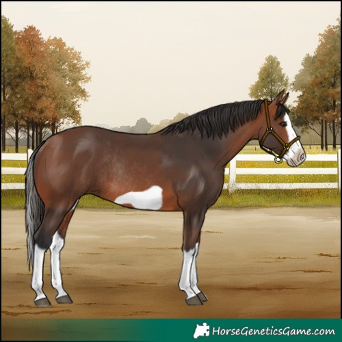 Horse Color:Bay Splash Frame Rabicano