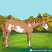 Horse Color:Chestnut Frame 