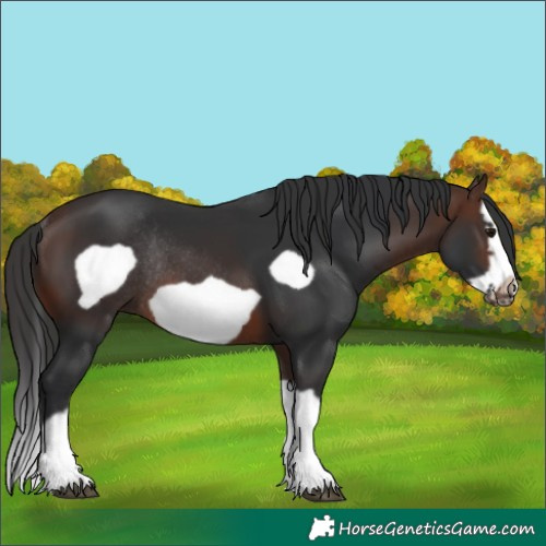 Horse Color:Brown Splash Frame Rabicano 