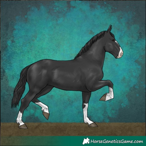 Horse Color:Black 