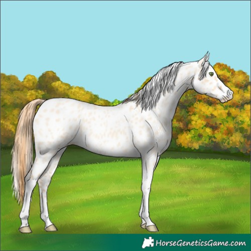 Horse Color:Gold Champagne Roan Dun Splash Tobiano Frame Appaloosa Rabicano 