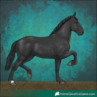 Horse Color:Black 