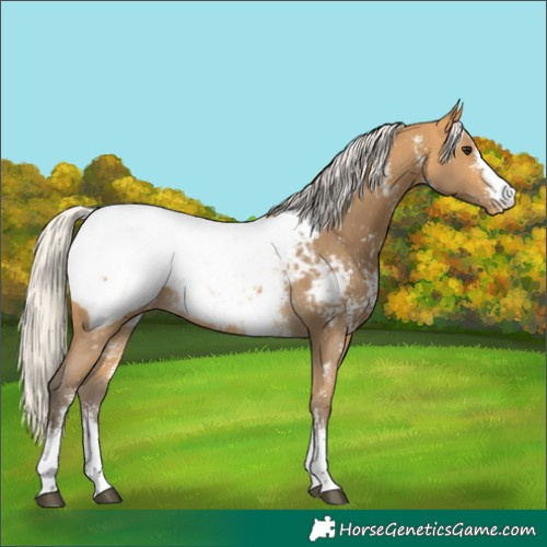 Horse Color:Silver Buckskin Sabino Snowcap 