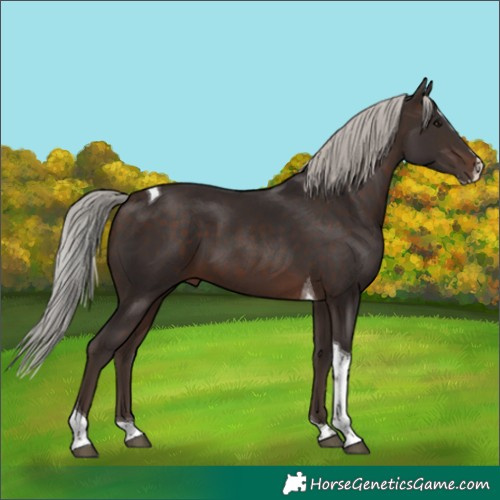 Horse Color:Silver Brown Splash Tobiano 