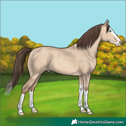 Horse Color:Amber Champagne Dun Splash 