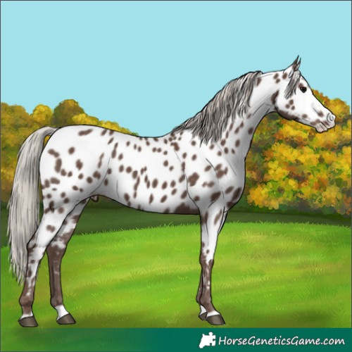 Horse Color:Silver Black Splash Near Leopard