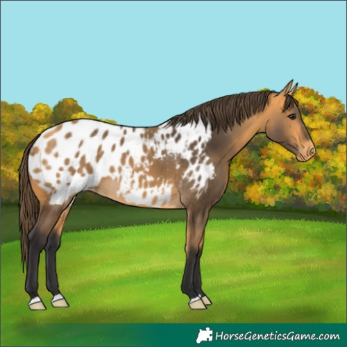 Horse Color:Buckskin Appaloosa 