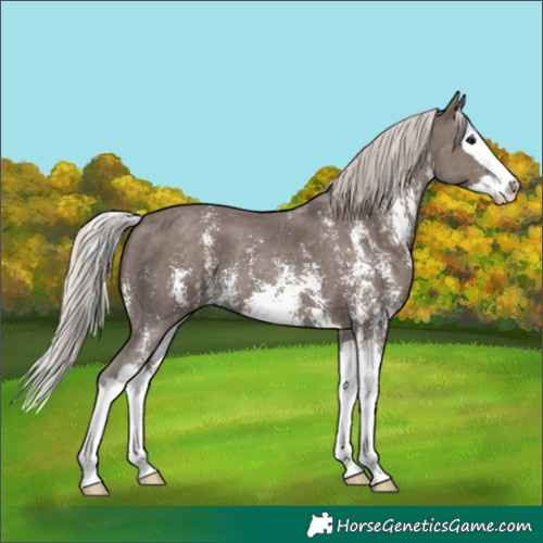 Horse Color:Silver Black Sabino Splash