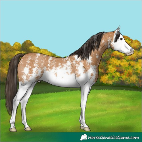 Horse Color:Buckskin Sabino Splash