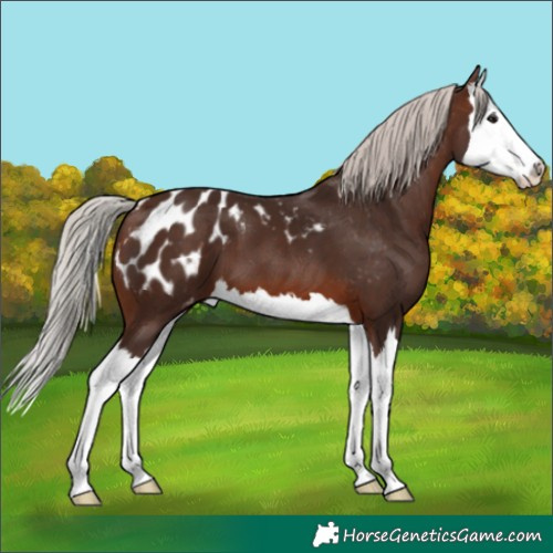 Horse Color:Silver Brown Splash Blanket 