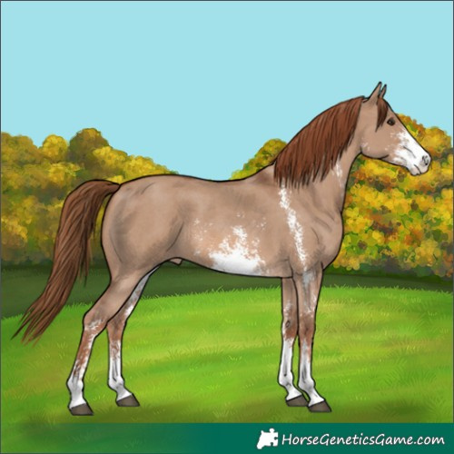 Horse Color:Red Dun Sabino 