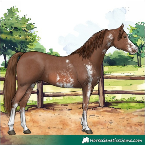 Horse Color:Chestnut Sabino